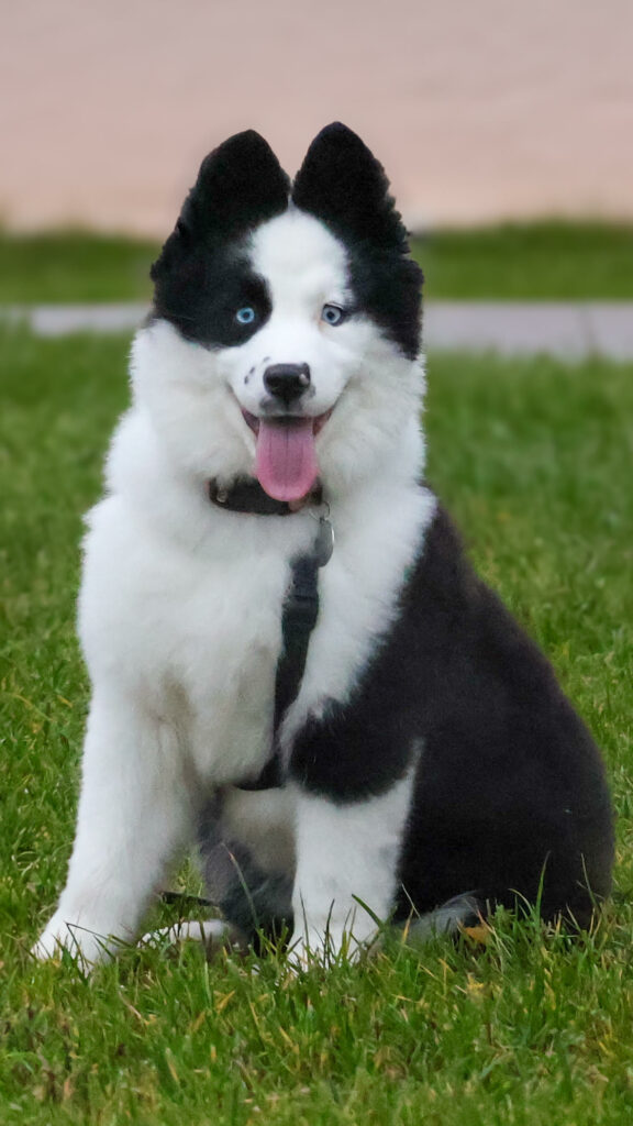 Dust of Snow Very Smooth Cupcake uśmiechnięta z wyciągniętym językiem patrząca wprost w obiektyw, siedząca na tle trawy.