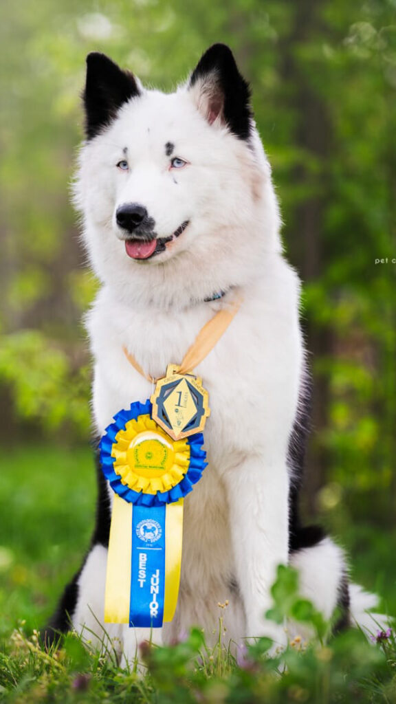 Neva Diament Jakucji siedząca dumnie i patrzący w dal, w tle zielony park.
